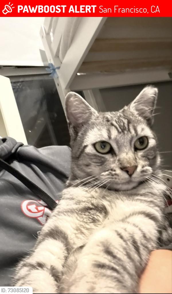 Lost Male Cat last seen Noriega & Ortega, San Francisco, CA 94122