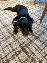 Found/Stray Female Dog last seen Horner Blvd and Groveway Loop, Sanford, NC 27330