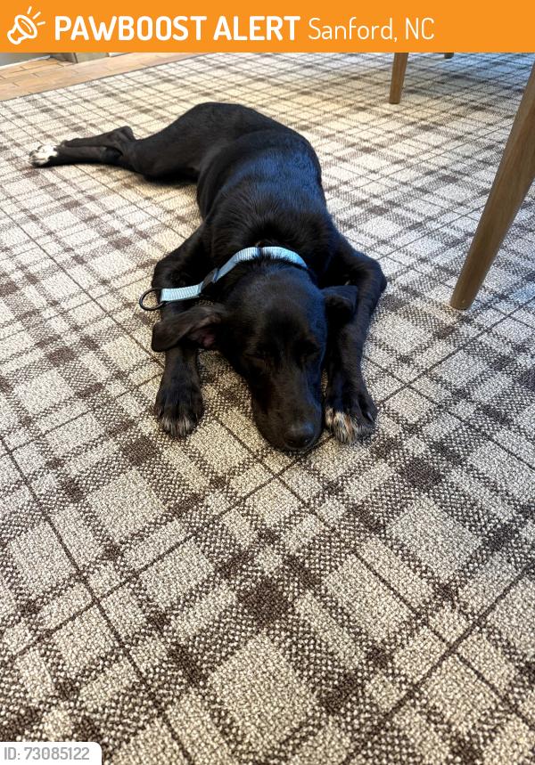 Found/Stray Female Dog last seen Horner Blvd and Groveway Loop, Sanford, NC 27330