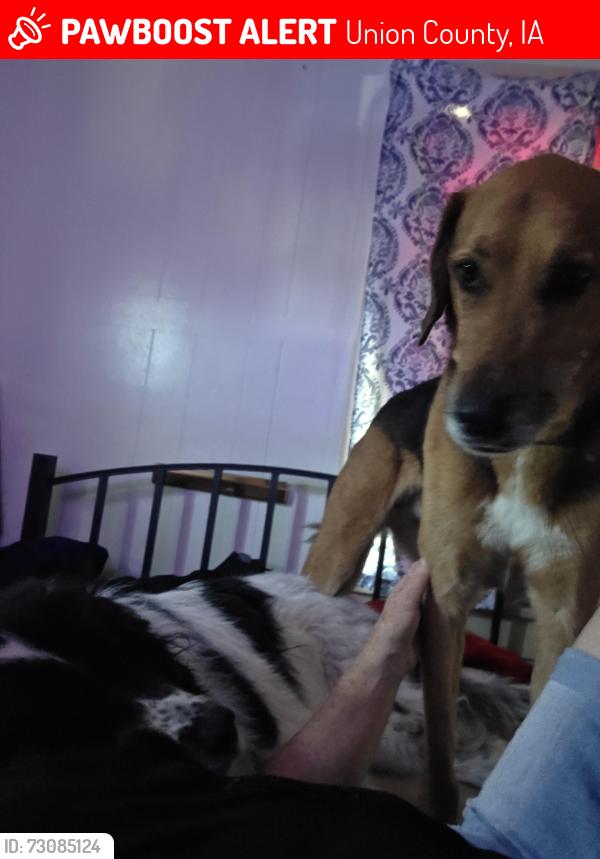 Lost Male Dog last seen 143rd n wolf reek drive, Union County, IA 50830