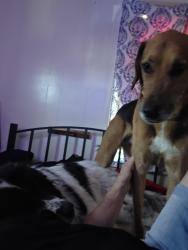 Lost Male Dog last seen 143rd n wolf reek drive, Union County, IA 50830
