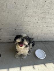 Found/Stray Unknown Dog last seen Near - 10203 Goodyear Dr 75229, Dallas, TX 75229