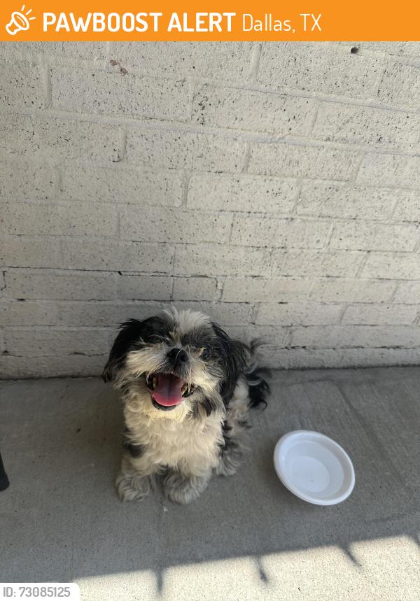 Found/Stray Unknown Dog last seen Near - 10203 Goodyear Dr 75229, Dallas, TX 75229
