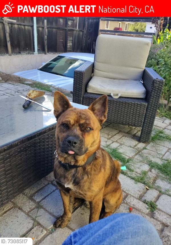 Lost Male Dog last seen National city, CA., National City, CA 91950