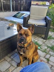 Lost Male Dog last seen National city, CA., National City, CA 91950
