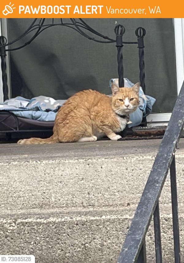 Found/Stray Unknown Cat last seen stapleton rd, Vancouver, WA 98661