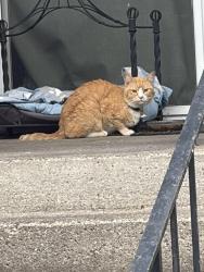 Found/Stray Unknown Cat last seen stapleton rd, Vancouver, WA 98661