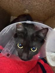 Shelter Stray Female Cat last seen Near BLOCK COLE ST, RIVERSIDE CA 92508, 6851 Van Buren Boulevard, Jurupa Valley, CA 92509, USA