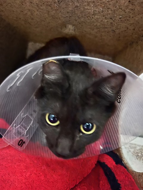 Shelter Stray Female Cat last seen Near BLOCK COLE ST, RIVERSIDE CA 92508, 6851 Van Buren Boulevard, Jurupa Valley, CA 92509, USA