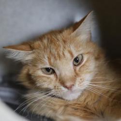 Shelter Stray Male Cat last seen Near BLOCK PASADENA, 4710 TX-151, San Antonio, TX 78227, USA