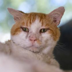 Shelter Stray Male Cat last seen Near BLOCK BAILEY AVE, 4710 TX-151, San Antonio, TX 78227, USA