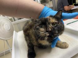 Shelter Stray Female Cat last seen Near BLOCK S 6TH ST, 3839 W Burnham St, West Milwaukee, WI 53215, USA