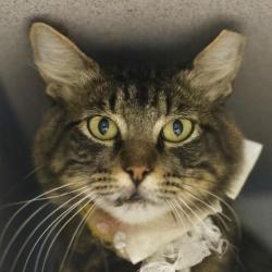 Shelter Stray Male Cat last seen Near BLOCK ESSEX, 4710 TX-151, San Antonio, TX 78227, USA