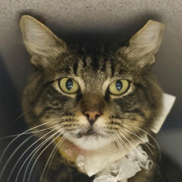 Shelter Stray Male Cat last seen Near BLOCK ESSEX, 4710 TX-151, San Antonio, TX 78227, USA