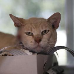Shelter Stray Male Cat last seen Near BLOCK SAN FERNANDO ST, 4710 TX-151, San Antonio, TX 78227, USA