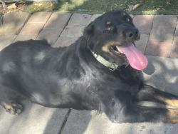 Found/Stray Unknown Dog last seen Near on Greenfield & Second street El Cajon, El Cajon, CA 92021