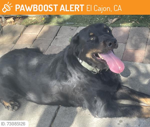 Found/Stray Unknown Dog last seen Near on Greenfield & Second street El Cajon, El Cajon, CA 92021