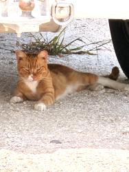 Found/Stray Female Cat last seen Lives under U-Hauls, Highlands County, FL 33857