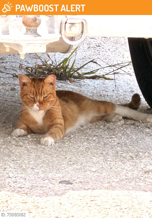 Found/Stray Female Cat last seen Lives under U-Hauls, Highlands County, FL 33857
