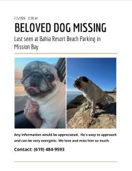 Lost Male Dog last seen Gleason & Mission Bay Dr (Bahia Resort), San Diego, CA 92109
