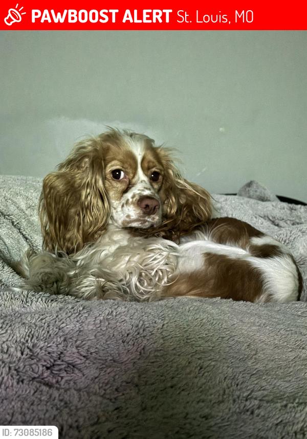 Lost Male Dog last seen Tower Grove Park, St. Louis, MO 63118