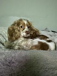 Lost Male Dog last seen Tower Grove Park, St. Louis, MO 63118