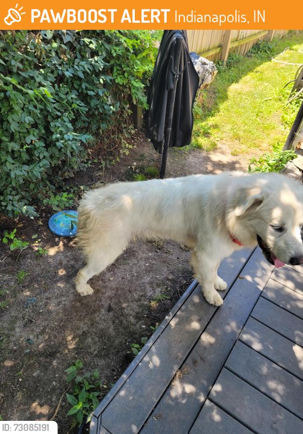 Found/Stray Female Dog last seen Brookville and Franklin rd, Indianapolis, IN 46239