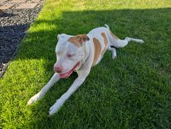 Reunited Male Dog last seen Highway 2 x Lundstrom St., Airway Heights, WA 99001