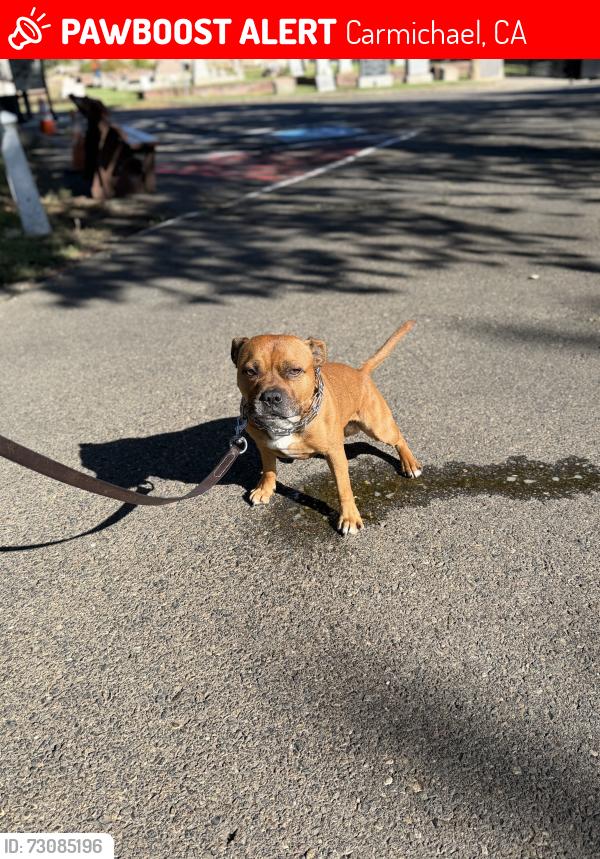 Lost Male Dog last seen near Lifetime Fitness, Jesuit High School, Carmichael, CA 95608