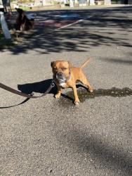 Lost Male Dog last seen near Lifetime Fitness, Jesuit High School, Carmichael, CA 95608