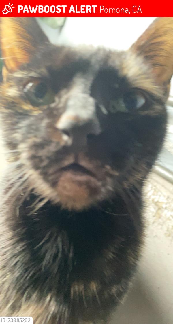 Lost Female Cat last seen Dudley, Pomona, CA 91768