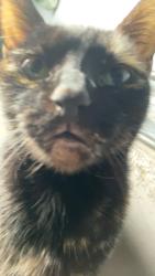 Lost Female Cat last seen Dudley, Pomona, CA 91768