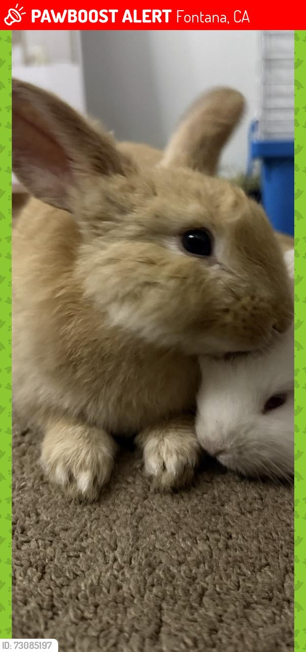 Lost Male Rabbit last seen Athol st & pine ave in front of beech elementary, Fontana, CA 92335
