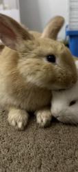 Lost Male Rabbit last seen Athol st & pine ave in front of beech elementary, Fontana, CA 92335