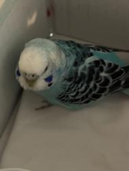 Found/Stray Unknown Bird last seen Providence little company of Mary hosp, Torrance, CA 90503