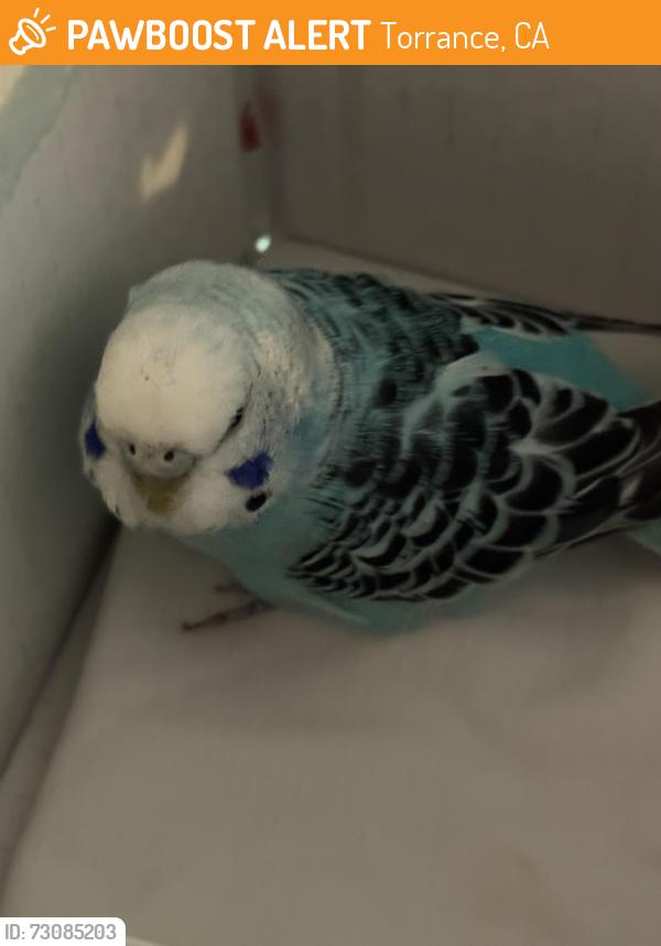 Found/Stray Unknown Bird last seen Providence little company of Mary hosp, Torrance, CA 90503