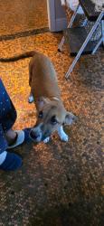 Found/Stray Unknown Dog last seen The puppy is at 5399 West Fairfied, Pensacola, FL 32506