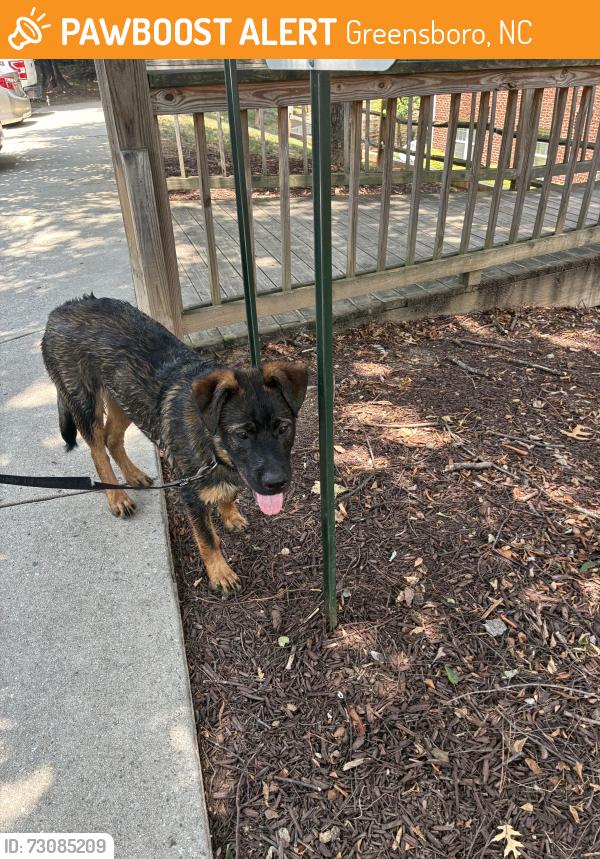 Found/Stray Male Dog last seen Cardinal apmts, Greensboro, NC 27410