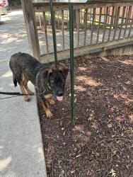 Found/Stray Male Dog last seen Cardinal apmts, Greensboro, NC 27410
