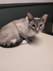 Lost Male Cat last seen Nicks Restaurant parking lot, Denison, TX 75020