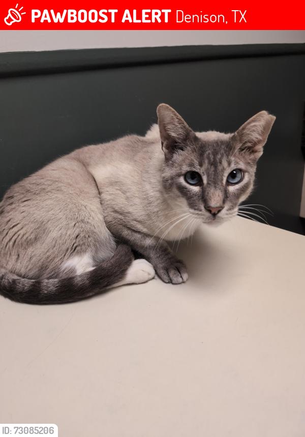 Lost Male Cat last seen Nicks Restaurant parking lot, Denison, TX 75020