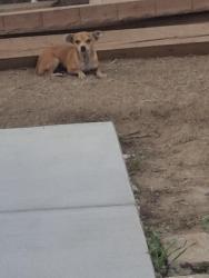 Lost Female Dog last seen macheka dr, Nuevo, CA 92567
