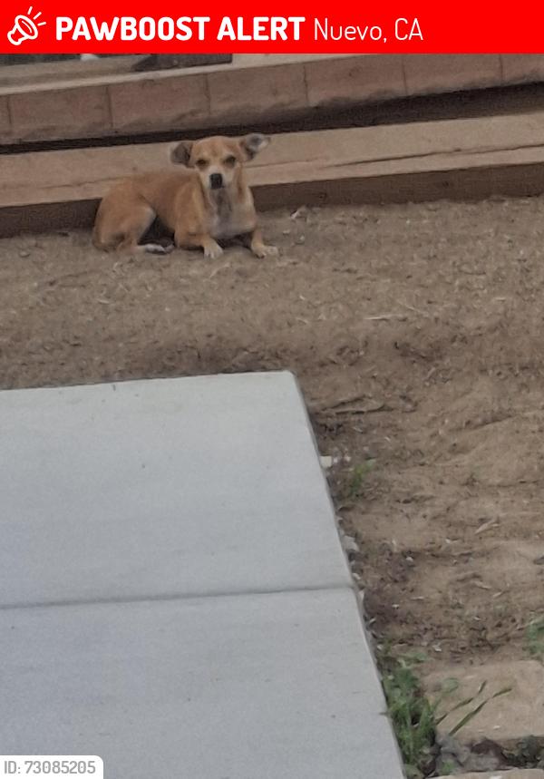 Lost Female Dog last seen macheka dr, Nuevo, CA 92567