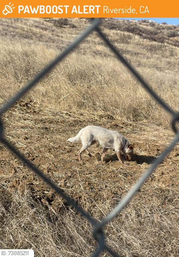 Found/Stray Unknown Dog last seen Tyler and Wells, Riverside, CA 92503