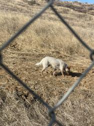 Found/Stray Unknown Dog last seen Tyler and Wells, Riverside, CA 92503