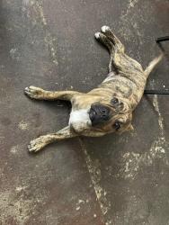 Lost Male Dog last seen Garfield/whittier, East Los Angeles, CA 90022
