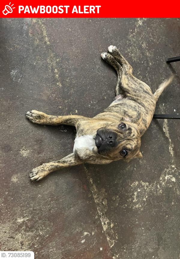 Lost Male Dog last seen Garfield/whittier, East Los Angeles, CA 90022