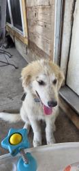 Lost Male Dog last seen Near & campflowers, Youngstown, FL 32466