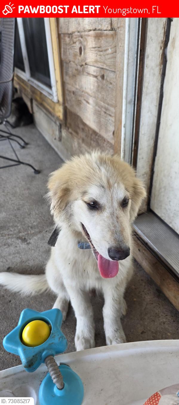 Lost Male Dog last seen Near & campflowers, Youngstown, FL 32466