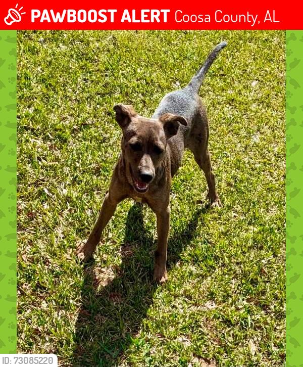 Lost Male Dog last seen Idk, Coosa County, AL 35089